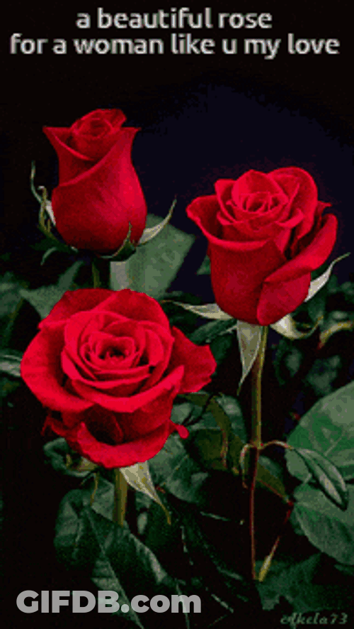 Beautiful Roses GIF