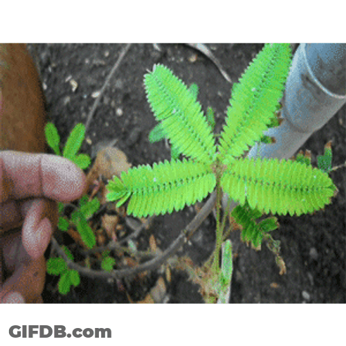 Beautiful Shame Plant GIF