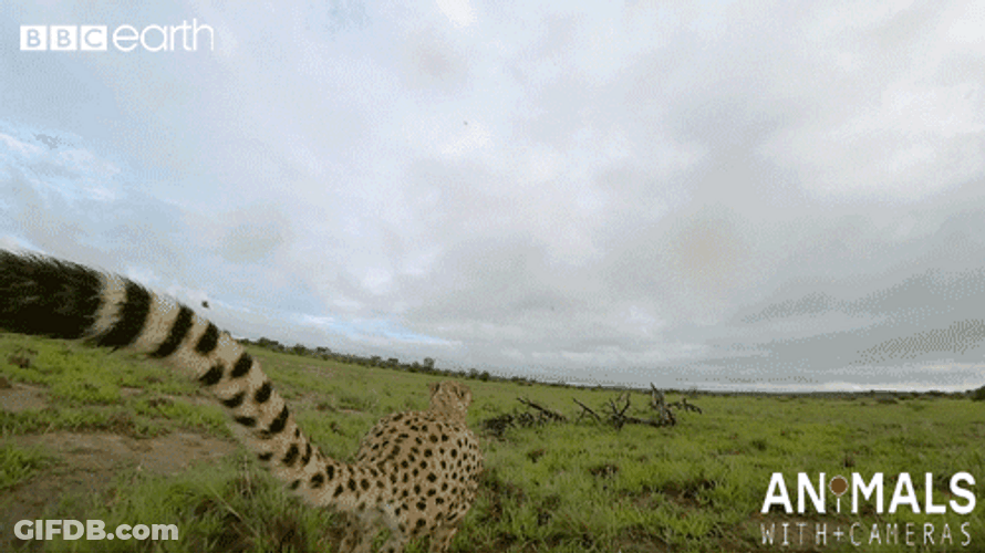 Beautiful Tail Cheetah Running On The Grass GIF