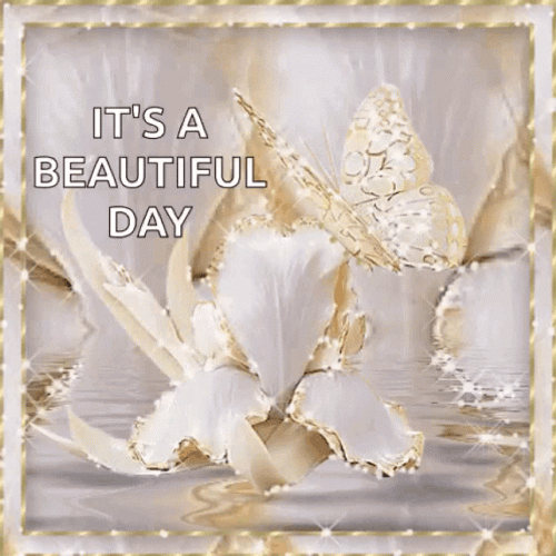 Beautiful Tuesday Shiny Butterfly GIF