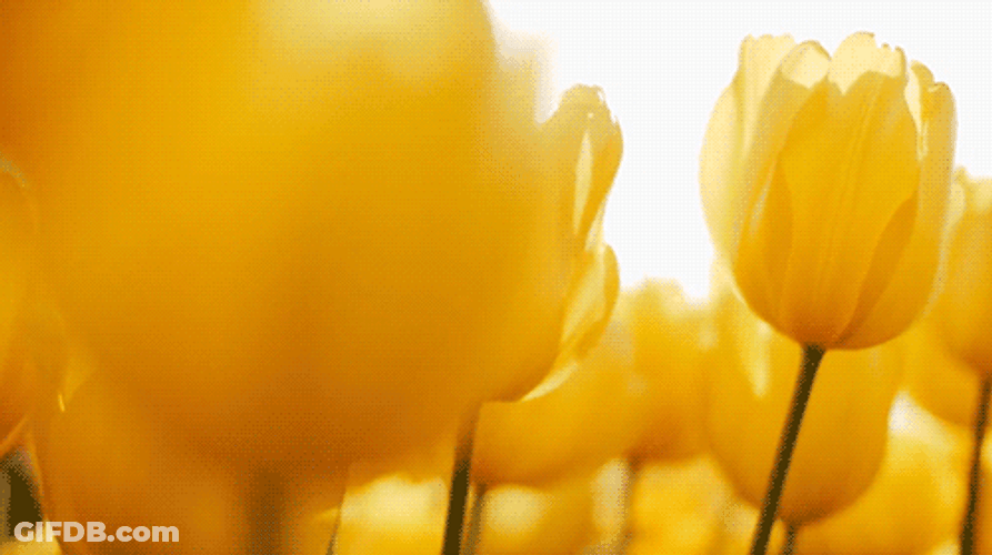 Beautiful Tulips Swaying In Wind GIF