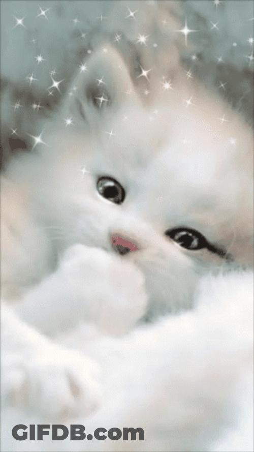 Beautiful White Cat With Sparkle GIF