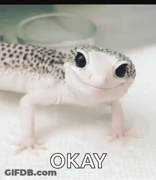 Beautiful White Lizard Winking GIF