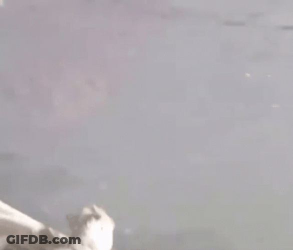 Beaver Breaking Out From Ice GIF