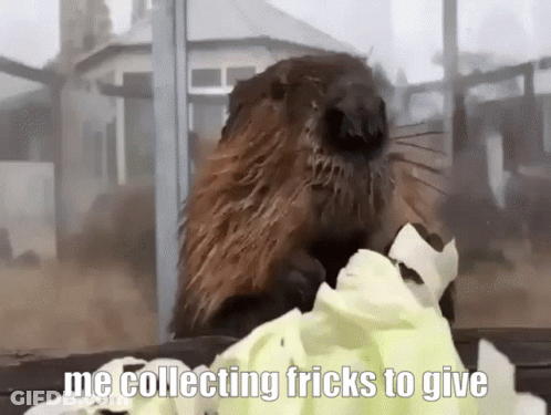 Beaver Eating Lettuce Me Collecting Tricks To Give GIF