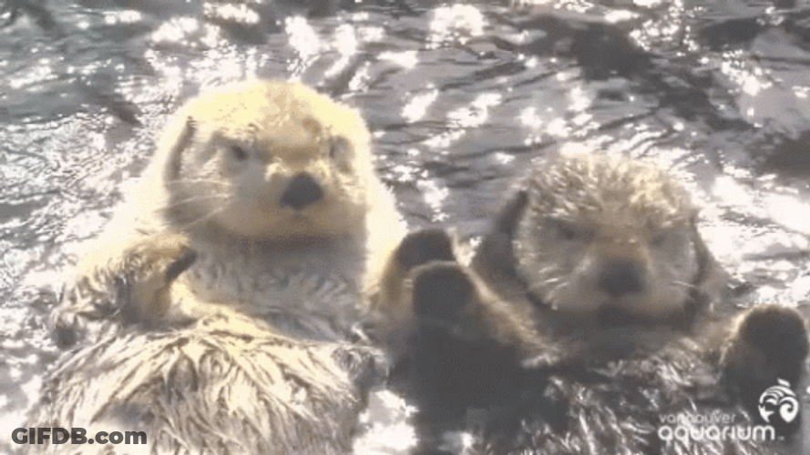 Beaver GIF