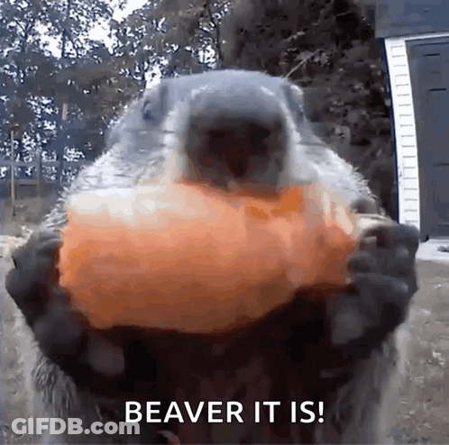Beaver Holding Pumpkin GIF