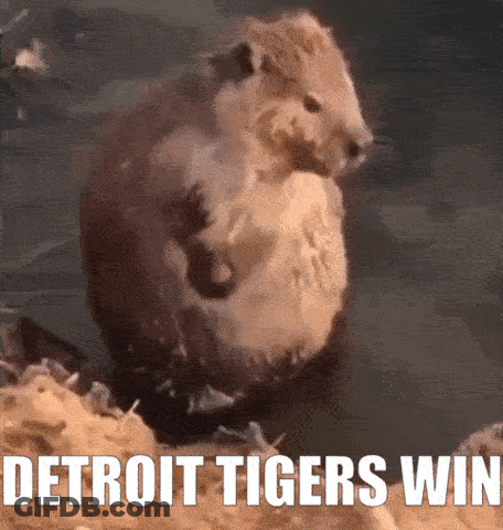 Beaver In Water Detroit Tigers Win GIF