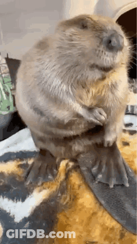 Beaver Sitting On Couch Blanket GIF