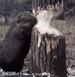 Beaver Standing Next To Cut Tree Stump GIF