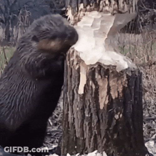 Beaver Standing Next To Tree Stump GIF