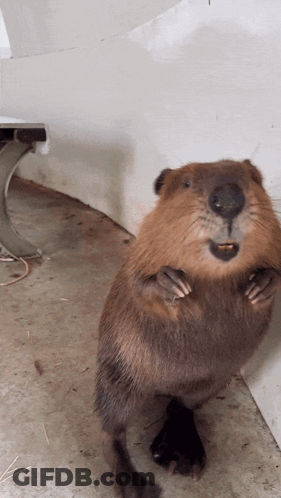 Beaver Standing On Hind Legs GIF