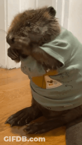 Beaver Wearing I Love You T-Shirt GIF