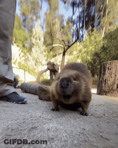 Beaver Whiffing Close Up Shot GIF