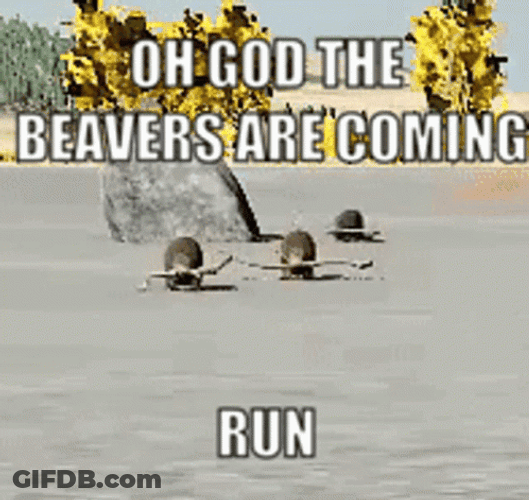 Beavers Are Coming Run Meme GIF