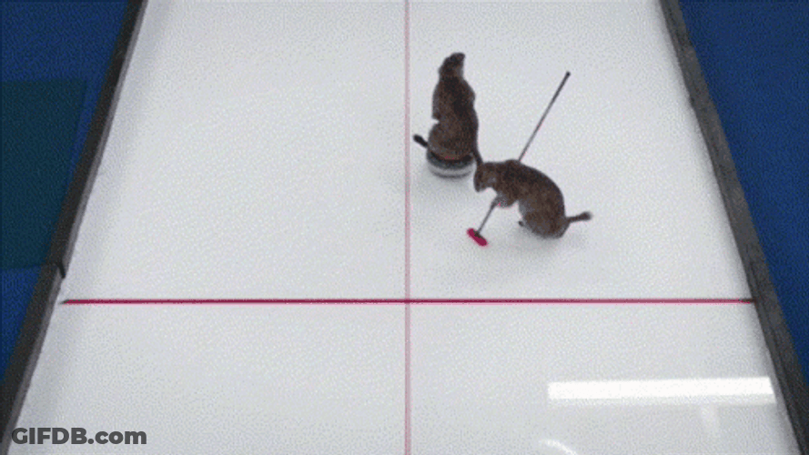 Beavers Curling Olympics GIF