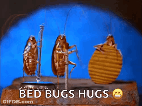 Bed Bugs Hugging GIF