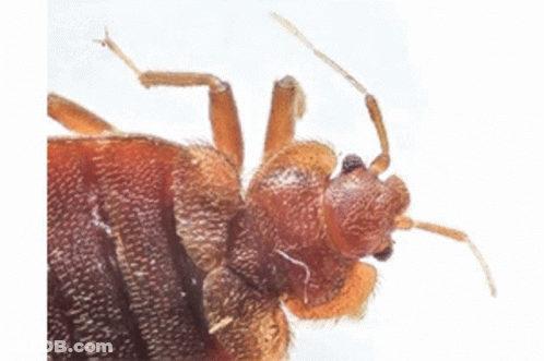 Bedbugs On Paper Courtesy Of Pest Management GIF