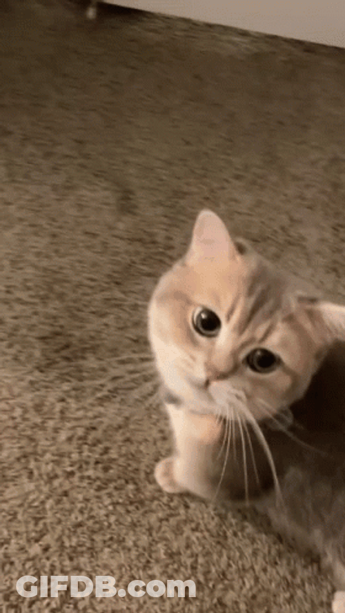 Bedtime GIF