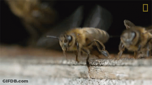 Bee Close Up With National Geographic Logo GIF
