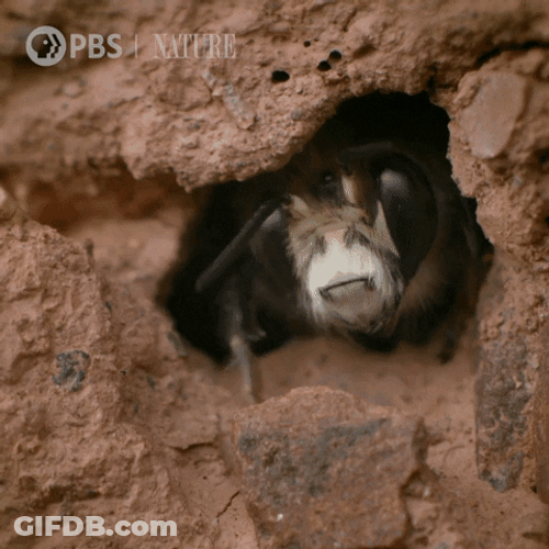 Bee Coming Out GIF
