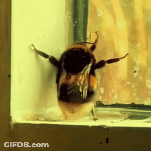 Bee Cute Wiggle Move GIF