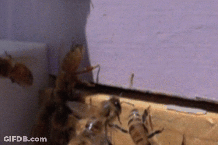 Bee Flying Banging Head Against Wall GIF