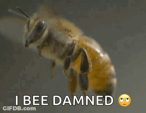 Bee Flying Close Up GIF
