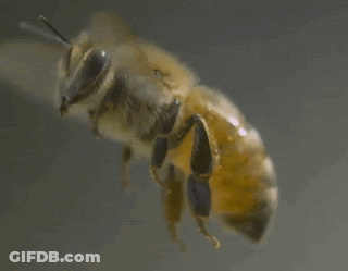 Bee Flying Close Up GIF