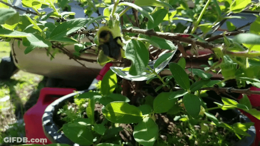 Bee Flying Slow Motion GIF