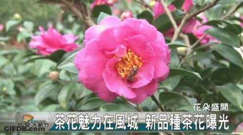 Bee Gathering Nectar From Pink Flower GIF