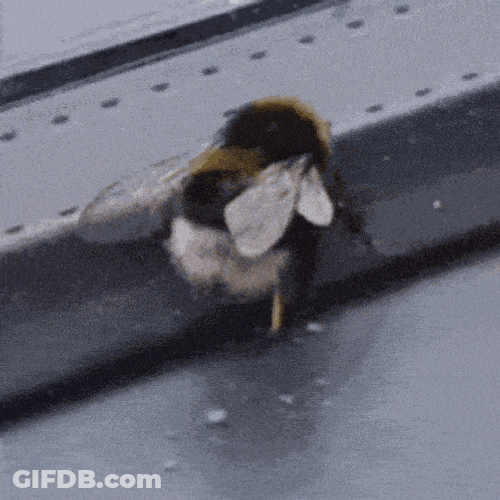 Bee GIF