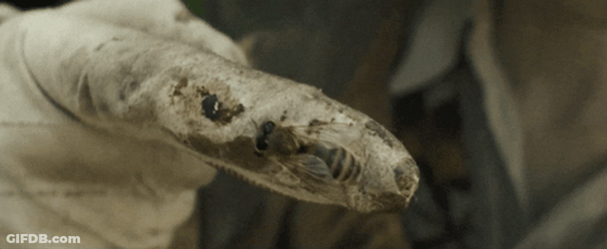 Bee In A Finger GIF