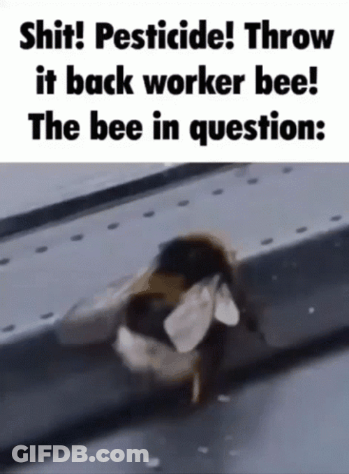 Bee In Question Meme GIF