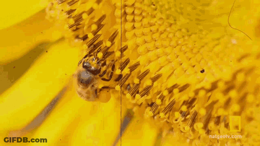 Bee Insect GIF