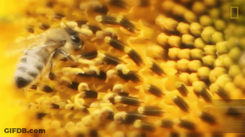 Bee On Sunflower GIF
