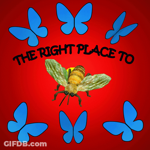 Bee Saying The Right Place To GIF