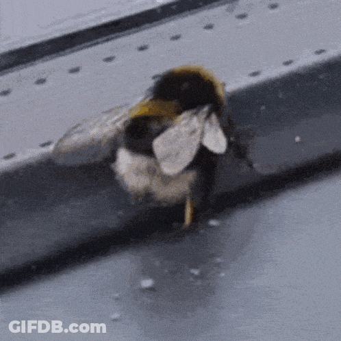 Bee Sitting On Ledge GIF