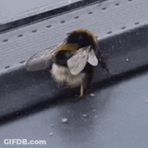 Bee Sitting On Window Ledge GIF