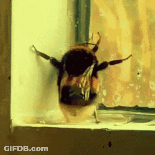 Bee Standing On Window Sill Looking Out GIF