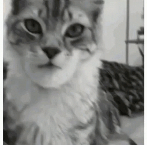 Bee Sting Cat Face Swelling GIF