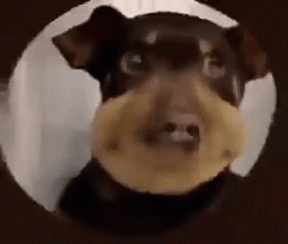 Bee Sting Dancing Dog GIF