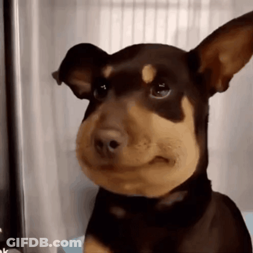 Bee Sting Shy Dog GIF