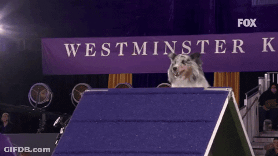 Bee The Shetland Sheepdog GIF