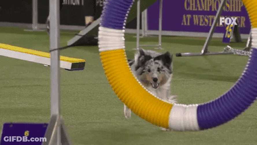 Bee The Shetland Sheepdog Jumping GIF