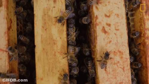 Bee With Flower Saying Hunn Bumble And Friends GIF