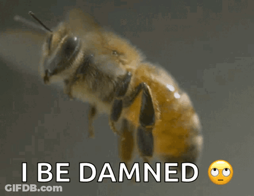 Bee With I Be Damned GIF