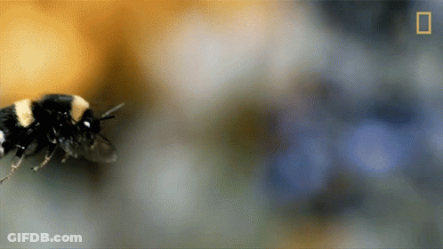 Bee With National Geographic Logo GIF