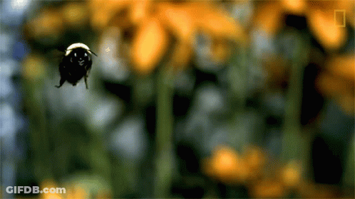Bee With National Geographic Logo GIF