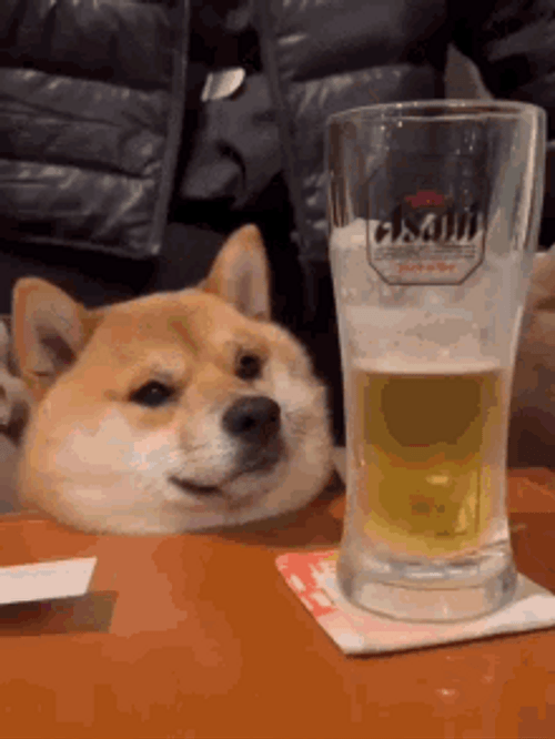 Beer Shiba Inu Dog Smile GIF